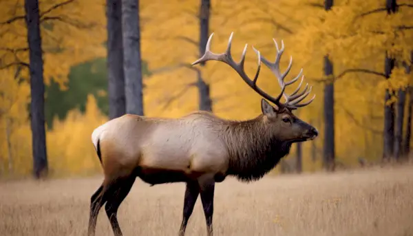 Elk