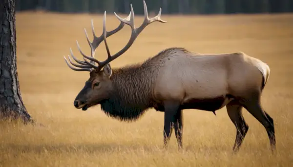 Elk