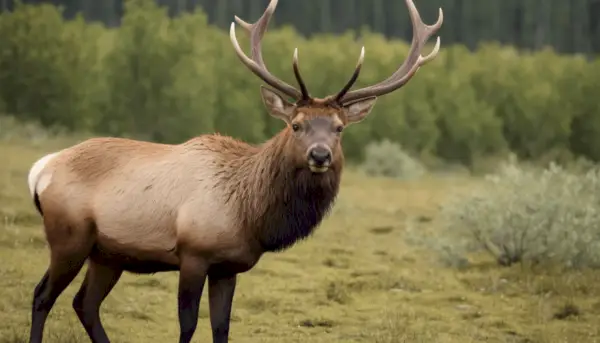 Elk