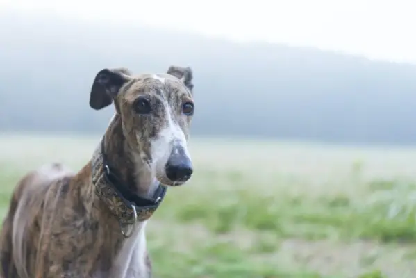 Windhund auf einer Wiese