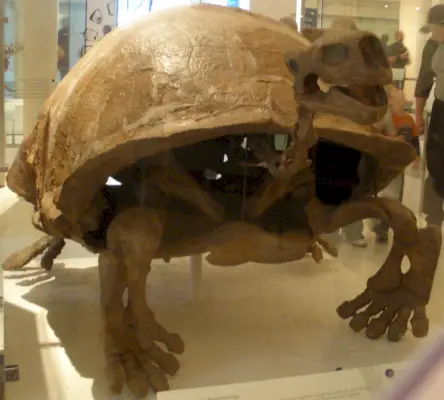 Megalochelys Symbolismus a význam