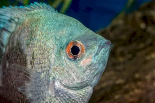 Portret de pește ciclide (Pterophyllum scalare)