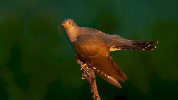 Coucou commun mangeant un ver sur bois en soirée d'été