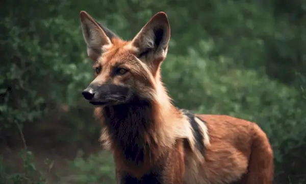 文化と民俗におけるタテガミオオカミ