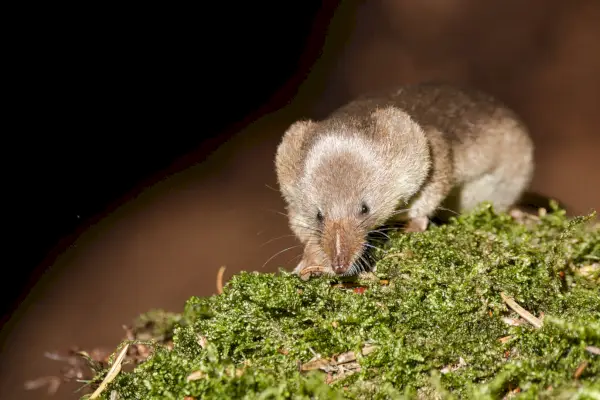 Gemeenschappelijke spitsmuis