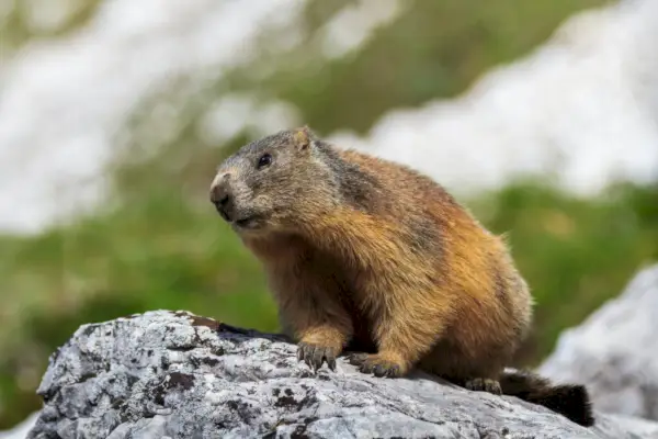 Alpu murkšķis, (Marmota, marmota), dzeršana uz vietas, rock