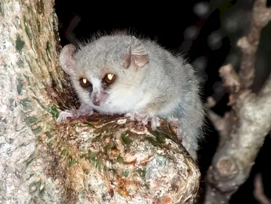 Grå muslemur (Microcebus murinus)