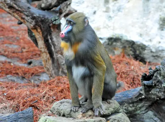 Mandril (Mandrillus sphinx)