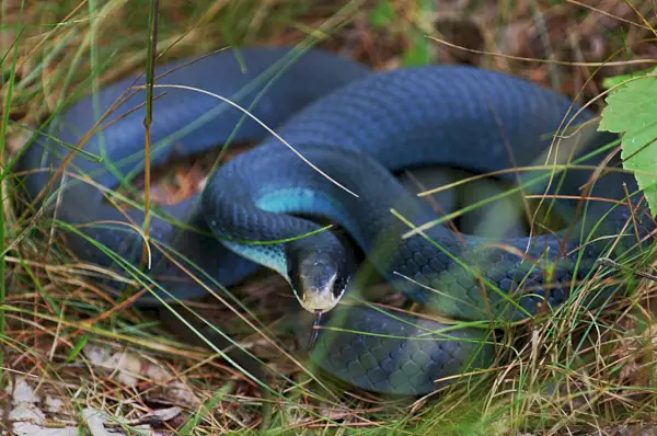 Blue Racer szimbolizmus és jelentés