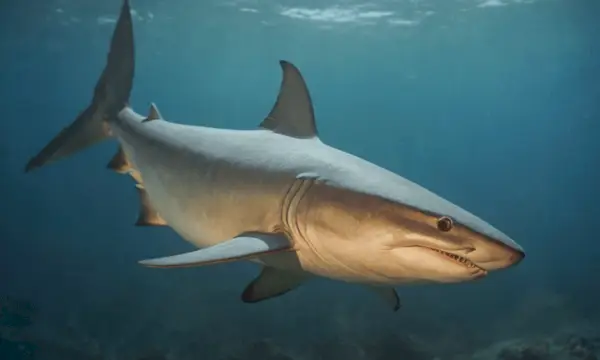 Simbolismo de Remora en la mitología