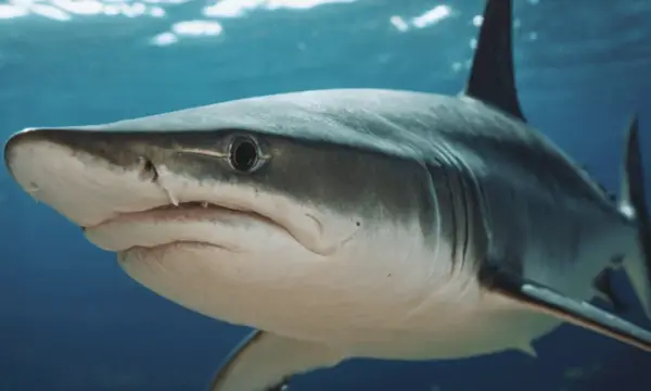 Simbolismul Remora