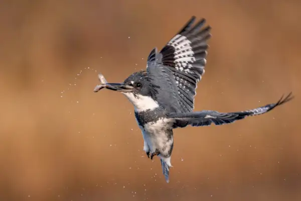 Belted Kingfisher-portrett