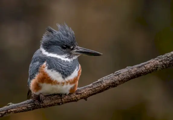 Belted Kingfisher symbolik och betydelse