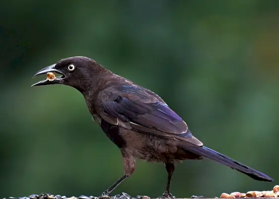 ग्रैकल प्रतीकवाद और अर्थ