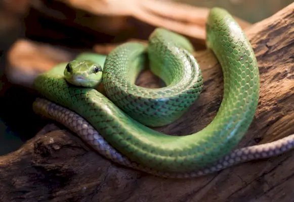 rødhalerotte slange gonyosoma oxycephalum, nærbilde