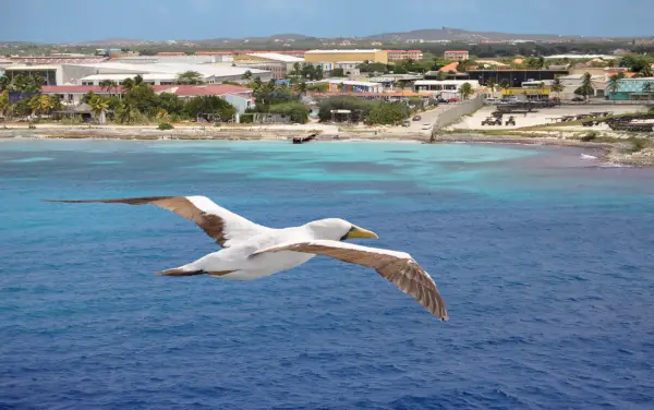 Booby over Aruba