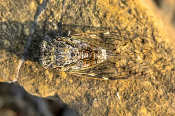 Camouflage d'insectes cigales