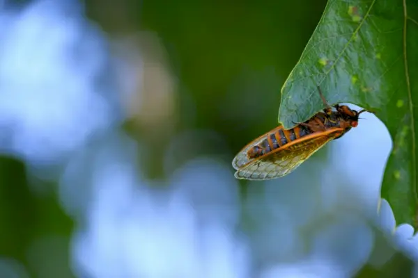 Spirituelle Bedeutung der Zikade: Transformation, Wiedergeburt und Symbolik