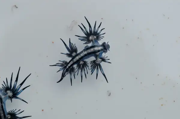 Символизъм на Glaucus Atlanticus (морски охлюв на синия дракон).