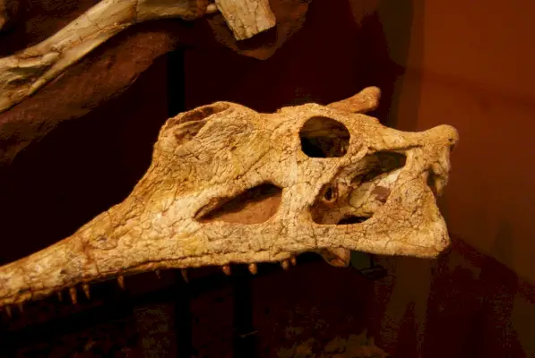 Phytosaurs رمزية ومعنى