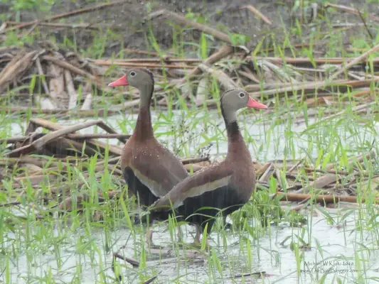 Simbolismo y significado del pato silbador de vientre negro