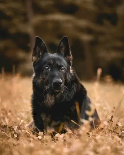 Schwarzer Schäferhund sitzt auf einem Feld vor verschwommenem Hintergrund