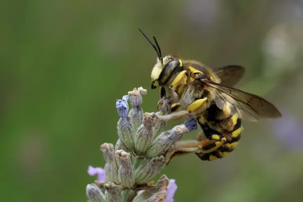 Wełna Carder Bee (Anthidium manicatum), Le Collet-de-Dèze, Lozère, Francja