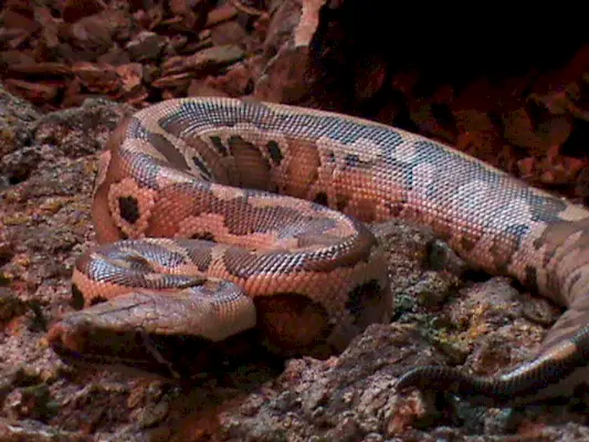 Blood Python -symbolismi ja merkitys: syvä sukellus