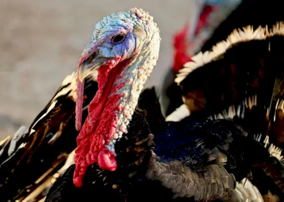 七面鳥の鳥。感謝祭の伝統的な食べ物