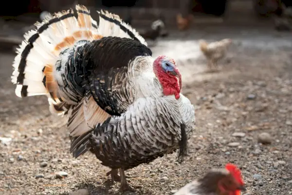 Pavo. Granja de aves.