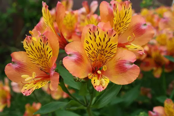 ¿Son las flores de alstroemeria venenosas para los gatos?