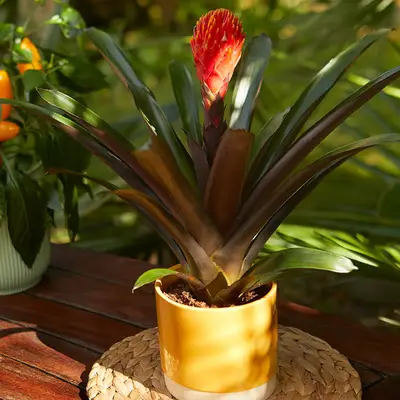 Ваш посібник з догляду за Bromeliad TALA