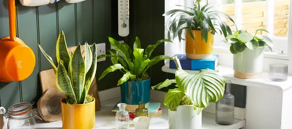 Su guía esencial para el cuidado de las plantas
