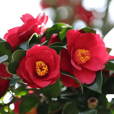 „Camellia“ gėlių simbolinė spalva reikšmė