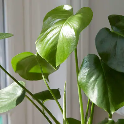 Cómo propagar las plantas de 3 maneras fáciles