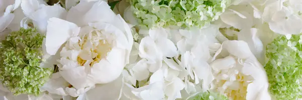 Tout ce que vous devez savoir sur la pivoine blanche