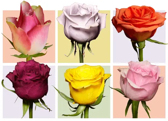 Яка ти троянда?