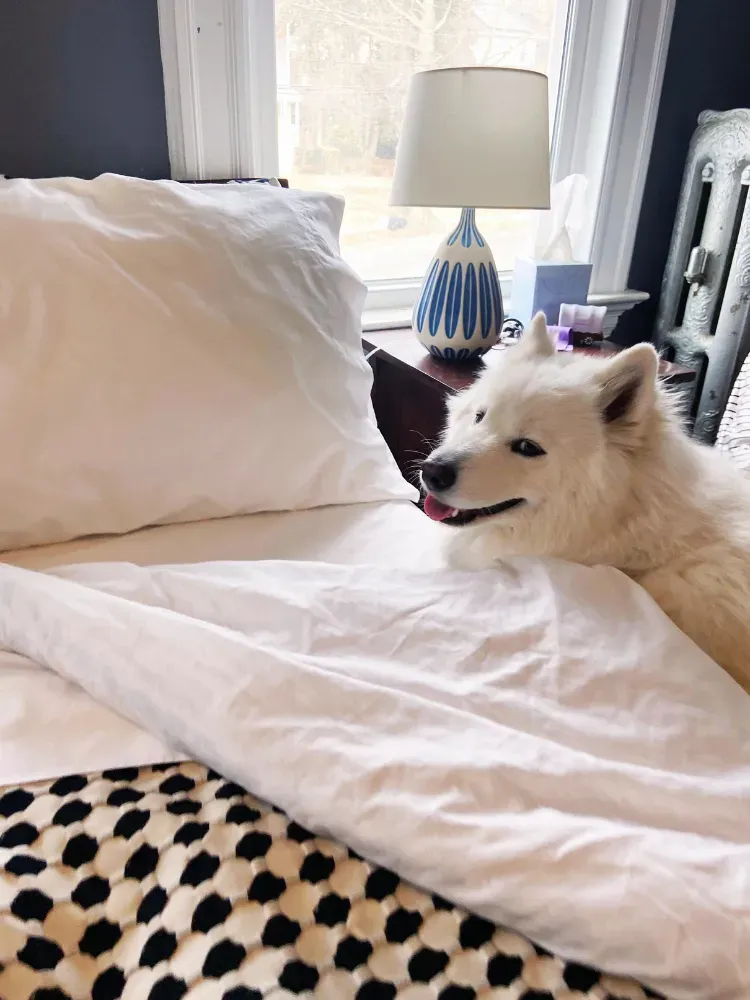 Attēlā var būt ietverta lampas dzīvnieku suņu suņu zīdītāju mājdzīvnieku galda lampas gulta un mēbeles