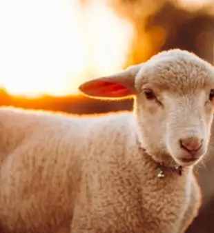 150 Namen für Schafe: Kreativ und süß